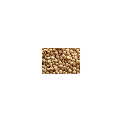 Sorghum Jowar