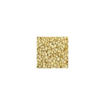 Sorghum