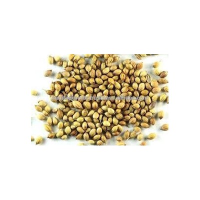 CORIANDER WHOLE