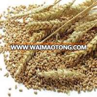 wheat bran animal feed