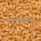 Wheat Feed Grade